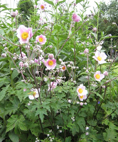 Afbeelding bij Anemone (hoge soorten)