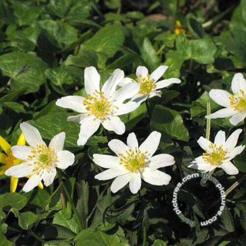 Afbeelding bij Anemoon (Anemone Leveillei)