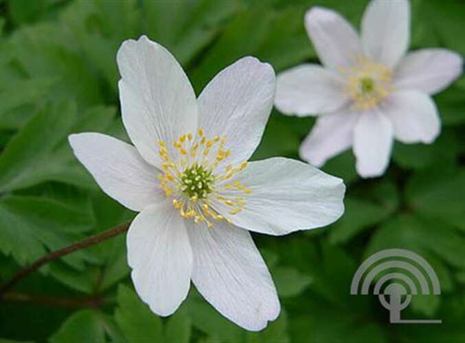 Afbeelding bij Anemoon (Anemone Sylvestris)
