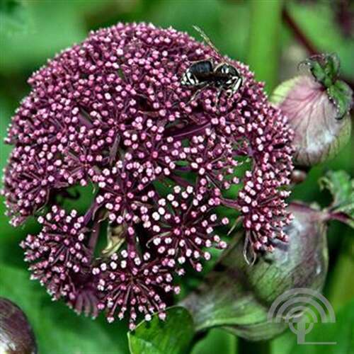 Afbeelding bij Engelwortel (Angelica Gigas)