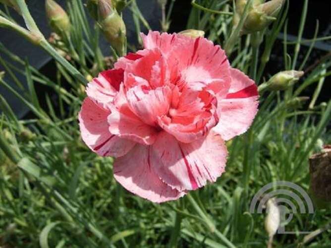 Afbeelding bij Anjer - Dianthus allw. &#039;Helen&#039; 