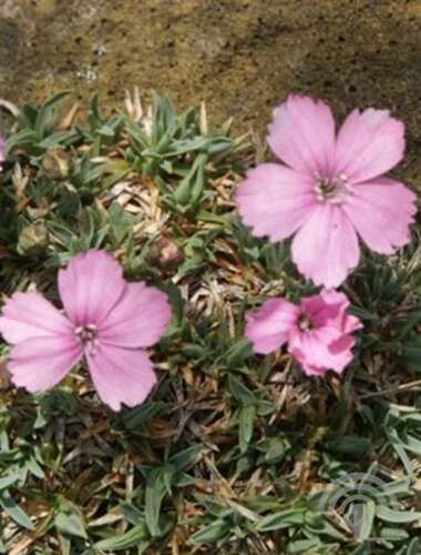 Afbeelding bij Anjer - Dianthus &#039;Leuchtkugel&#039; 
