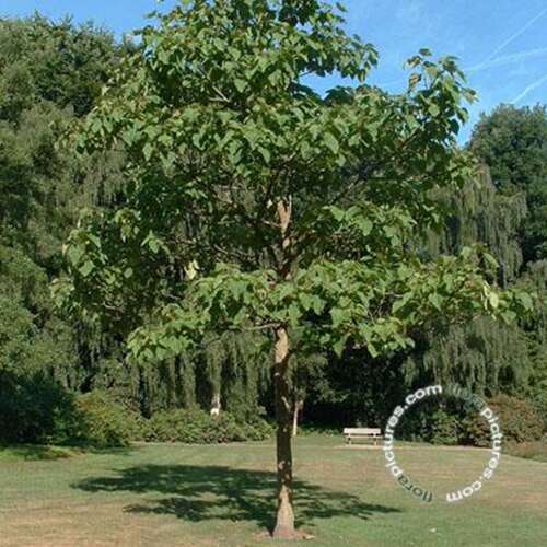 Afbeelding bij Anna Paulownaboom - Paulownia tomentosa