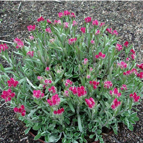 Afbeelding bij Antennaria / Rozenkransje