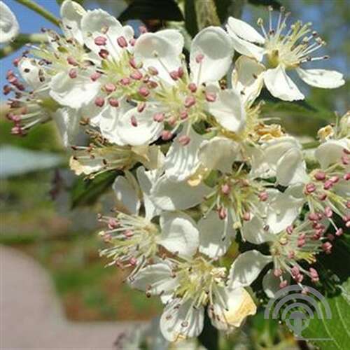 Afbeelding bij Appelbes - Aronia arbutifolia &#039;Brilliant&#039; 