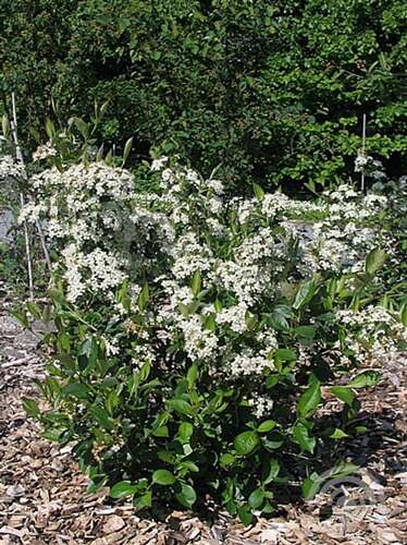 Afbeelding bij Appelbes - Aronia prunifolia &#039;Hugin&#039; 