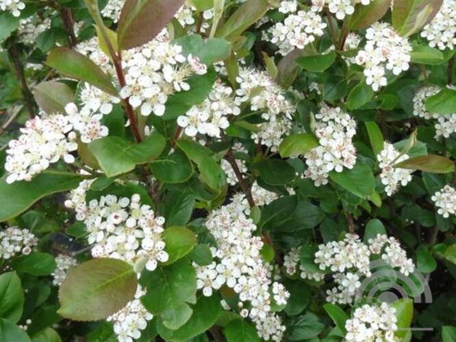 Afbeelding bij Appelbes - Aronia prunifolia &#039;Nero&#039;