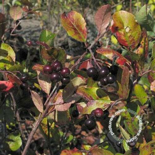 Afbeelding bij Appelbes - Aronia prunifolia 'Viking' 
