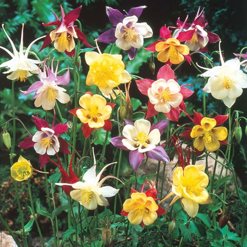 Afbeelding bij Aquilegia / Akelei (plantenfiche soort)