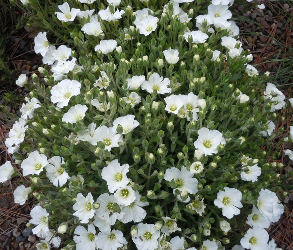 Afbeelding bij Arenaria montana / Bergzandkruid 