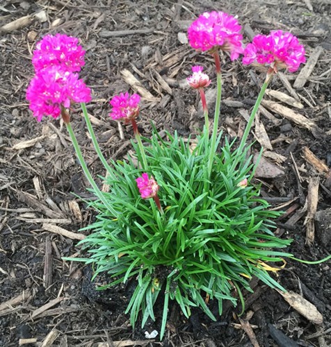 Afbeelding bij Armeria / Engels gras  (soort)