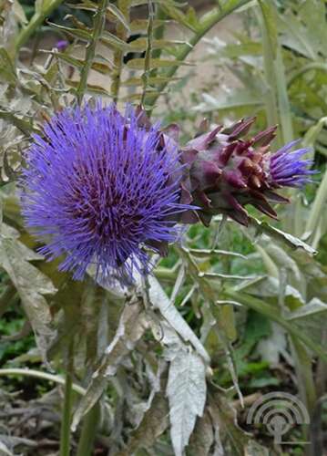 Afbeelding bij Artisjok - Cynara scolymus