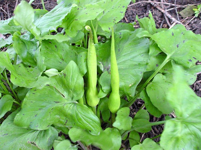 Afbeelding bij Arum Maculatum /Gevlekte arondskelk
