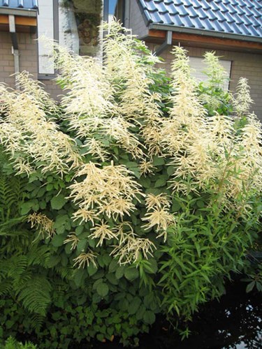 Afbeelding bij Aruncus  -  Geitenbaard (soort)