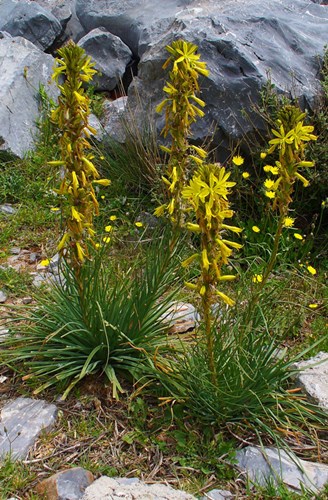 Afbeelding bij ASPHODELINE / GELE AFFODIL