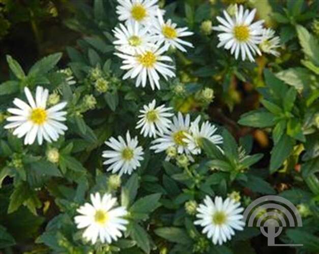 Afbeelding bij Herfstaster - Aster Ageratoides 'Ashvi'