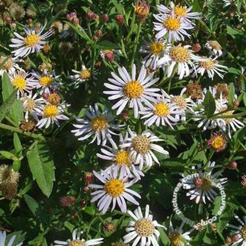 Afbeelding bij Aster (Aster Ageratoides) 'Asran'