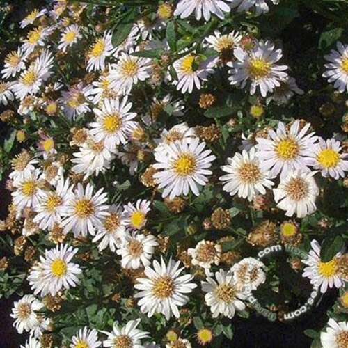Afbeelding bij Aster (Aster Ageratoides) &#039;Stardust&#039;