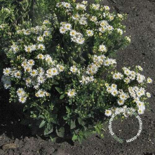 Afbeelding bij Aster (Aster Ageratoides) &#039;Starshine&#039;