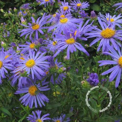 Afbeelding bij Aster (Aster Amellus) 'King George'  