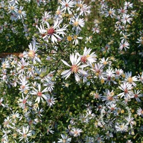 Afbeelding bij Aster Cordifolius