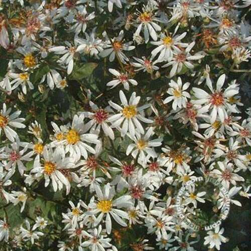 Afbeelding bij Aster cordifolius &#039;Silver Spray&#039;