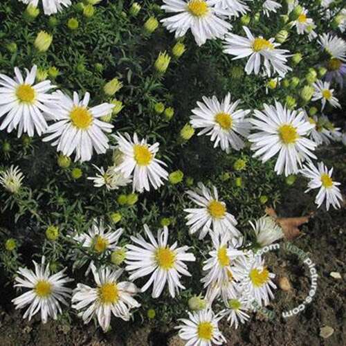 Afbeelding bij Aster dumosus &#039;Apollo&#039;  