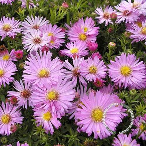 Afbeelding bij Aster dumosus &#039;Herbstgruß vom Bresserhof&#039;  