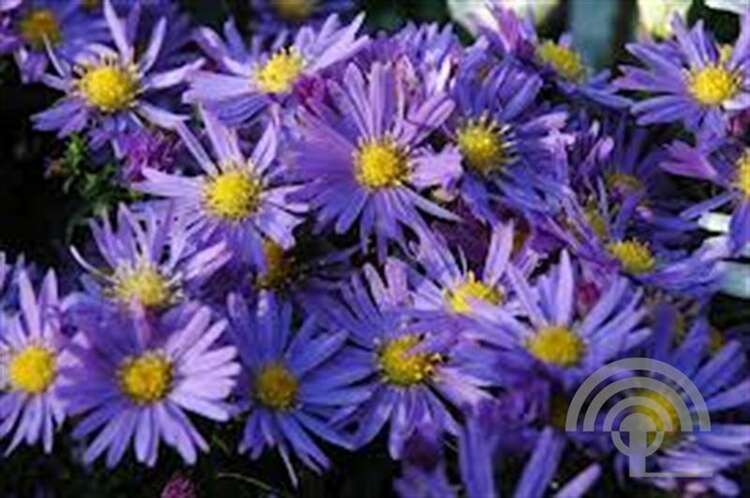 Afbeelding bij Aster Dumosus 'Lady in Blue'