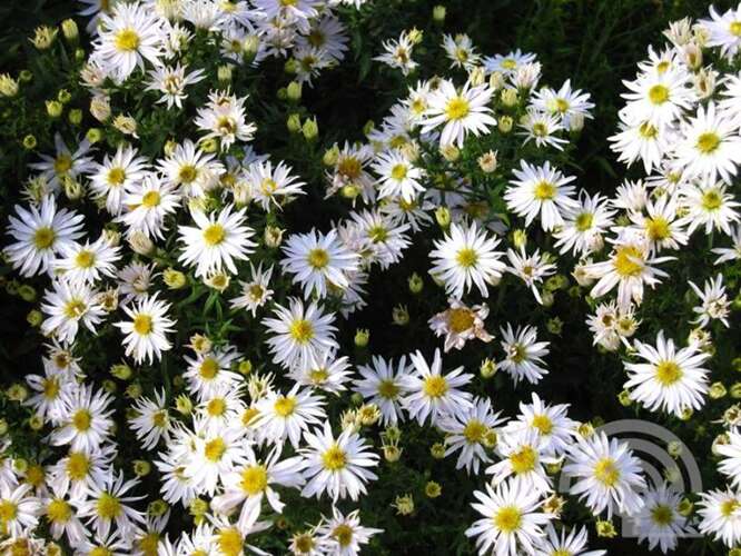Afbeelding bij Aster Dumosus &#039;Schneekissen&#039;