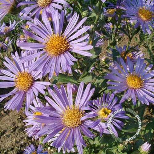 Afbeelding bij Aster frikartii &#039;Wunder von Stäfa&#039;