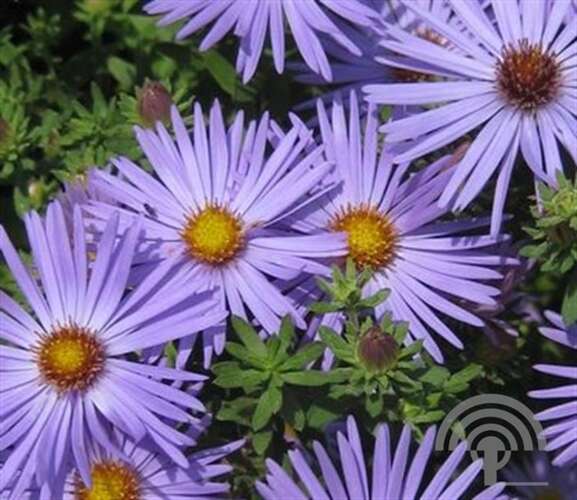 Afbeelding bij Aster oblongifolius. &#039;October Skies&#039;