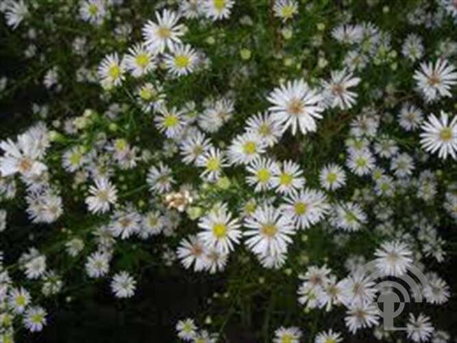 Afbeelding bij Aster pringlei 'Monte Cassino'