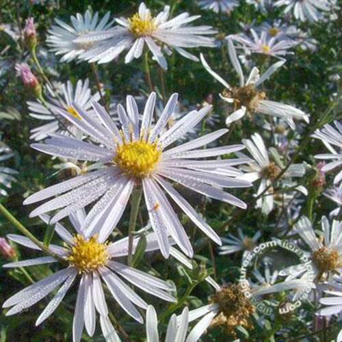 Afbeelding bij Aster - pyrenaeus - &#039;Lutetia&#039;