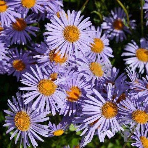 Afbeelding bij Aster sedifolius 'Nanus'
