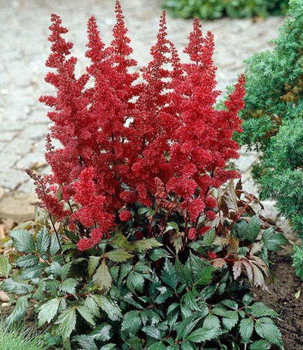 Afbeelding bij Astilbe - Pluimspirea (soort)