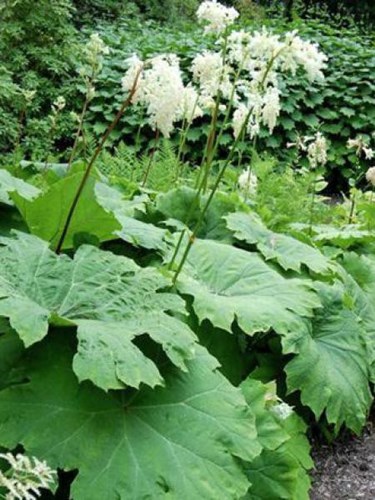Afbeelding bij Astilboides / Tafelblad 