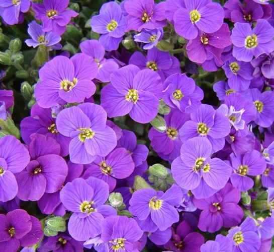Afbeelding bij Aubretia / Randjesbloem (soort)