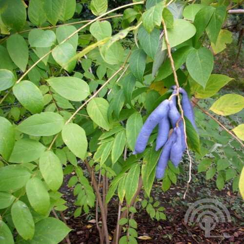 Afbeelding bij Augurkenstruik - Decaisnea fargesii 