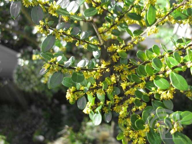 Afbeelding bij Azara - Azara microphylla 