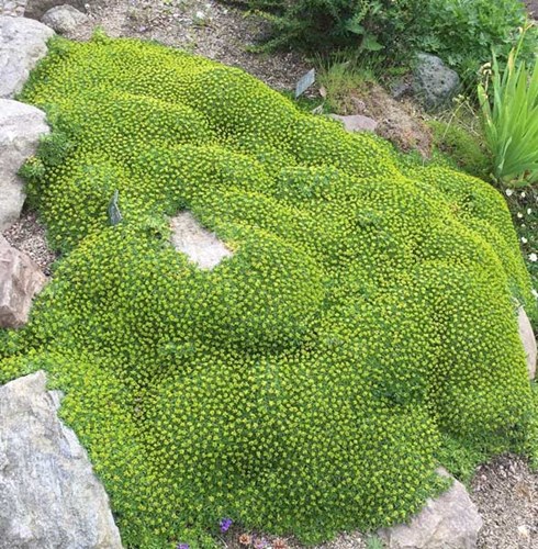 Afbeelding bij Azorella trifurcata / Andeskruid