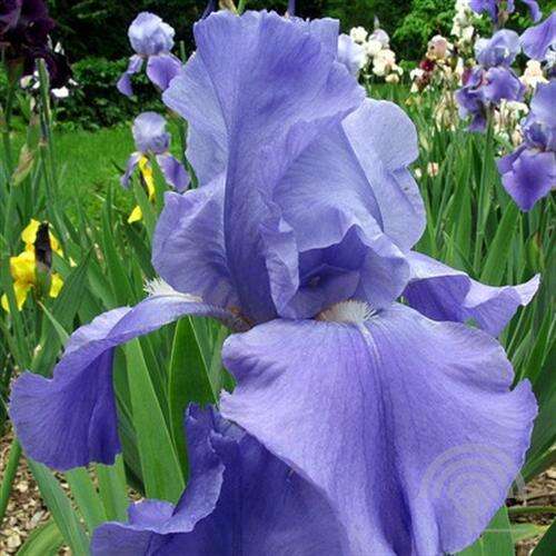 Afbeelding bij Baardiris - Iris (G) 'Empress of India' 