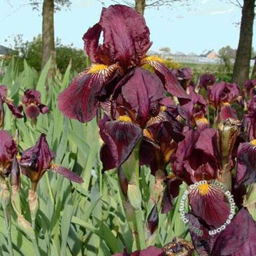 Afbeelding bij Baardiris - Iris (G) 'Red Orchid'  