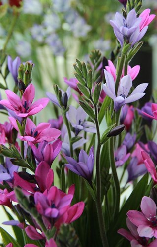 Afbeelding bij Babiana stricta / Baviaan bloem