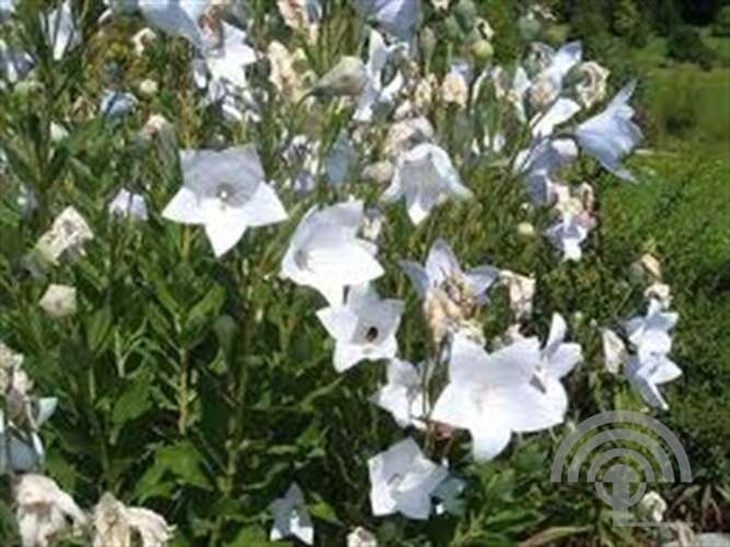 Afbeelding bij Ballonklokje - Platycodon grand. 'Albus'