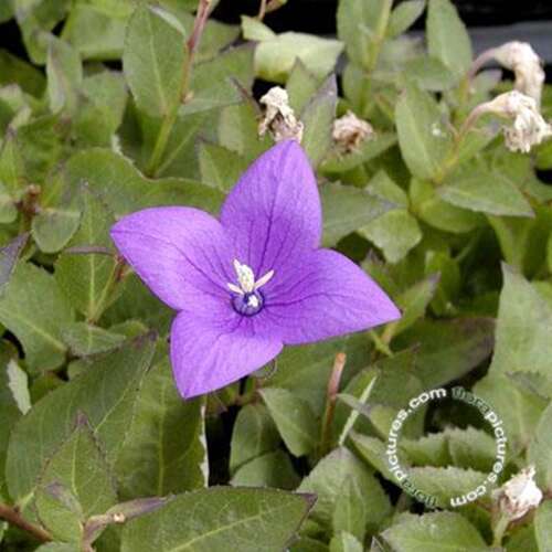 Afbeelding bij Ballonklokje - Platycodon grand. &#039;Mariesii&#039; 