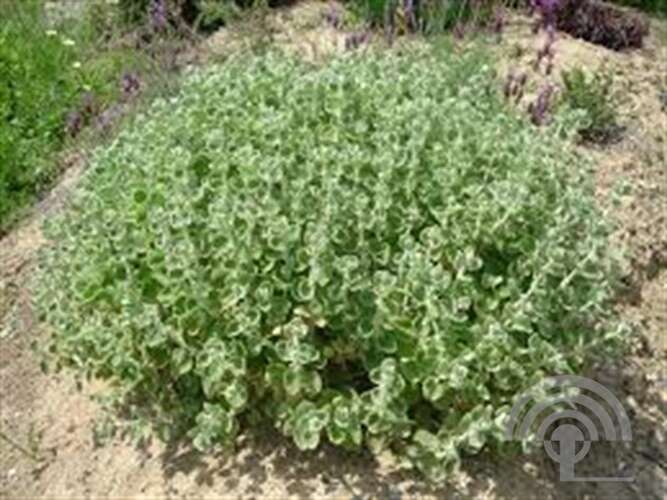 Afbeelding bij Ballote - Ballota pseudodictamnus 