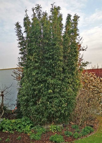 Afbeelding bij Bamboe algemeen voor de soort