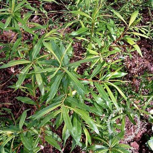 Afbeelding bij Bandwilg - Salix udensis &#039;Sekka&#039; 