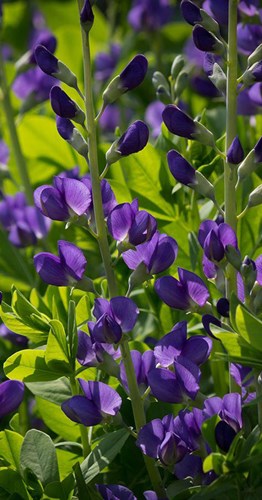 Afbeelding bij Baptisia / Valse indigo (soort)